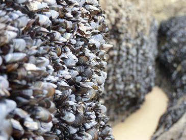 El cambio climático altera las poblaciones de almeja y mejillón