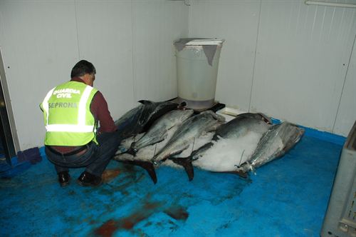 Requisados 357 kilos de atún rojo pescados ilegalmente en embarcaciones de recreo
