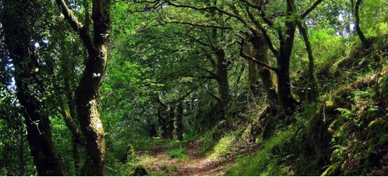 Plan Local de Residuos gallego ha priorizado el compostaje doméstico