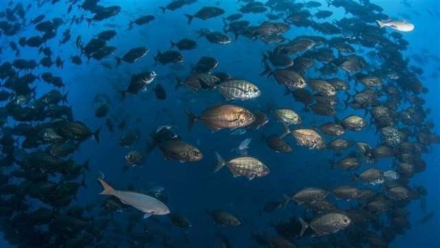 México anuncia la creación de la mayor reserva marina de Norteamérica