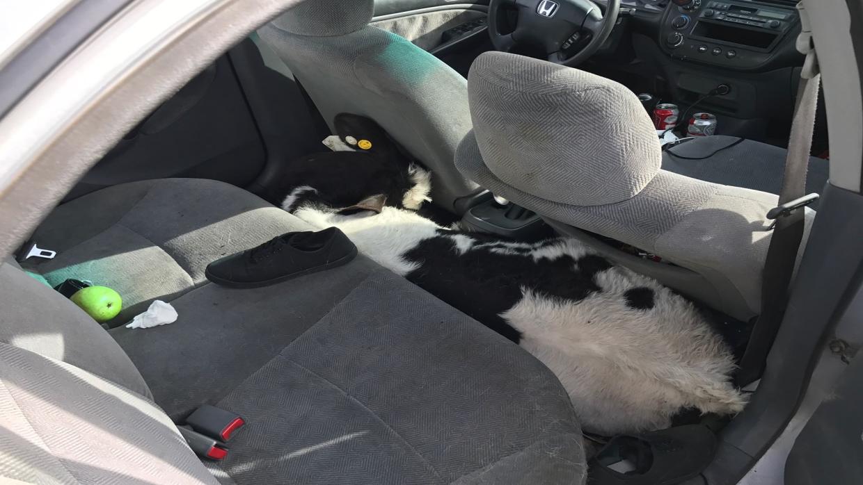 Vacas transportadas en el interior de un coche en California