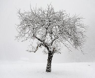 Proteger el jardín del frío