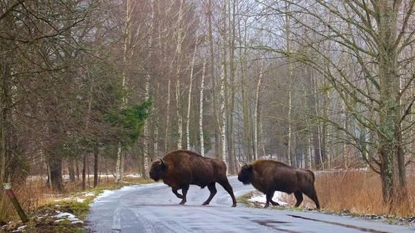Corre peligro el último bosque virgen de Europa