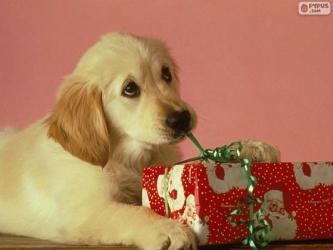 EQUO Euskadi recuerda que los animales no son juguetes para regalar en Navidad