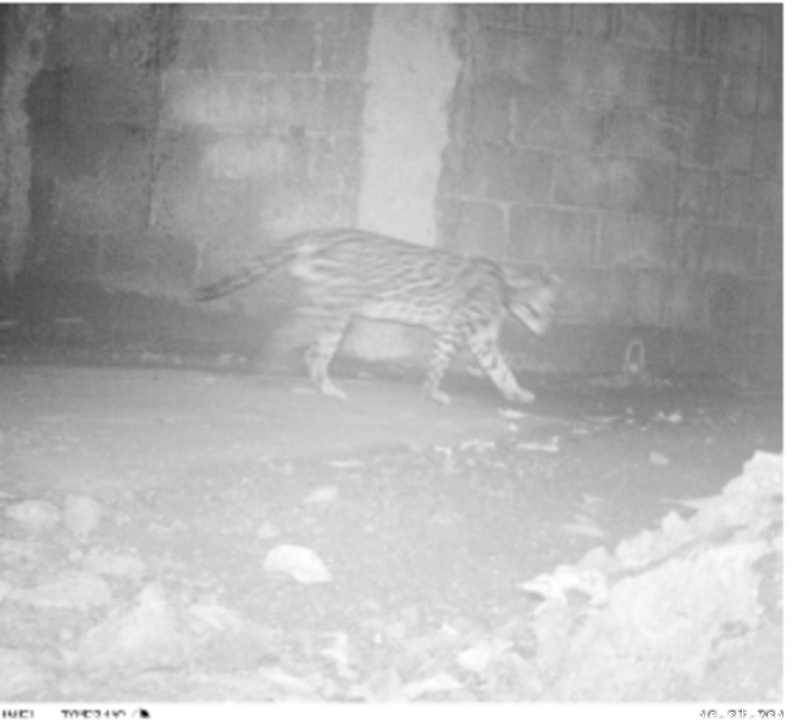 Costa Rica. Contratos forestales promueven conservación del “Paso del Jaguar”