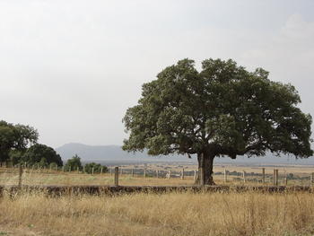 Proyecto para cartografiar la seca de la encina