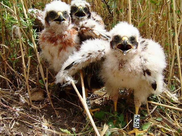 La Rioja dará ayudas para la protección de nidos de aguilucho cenizo