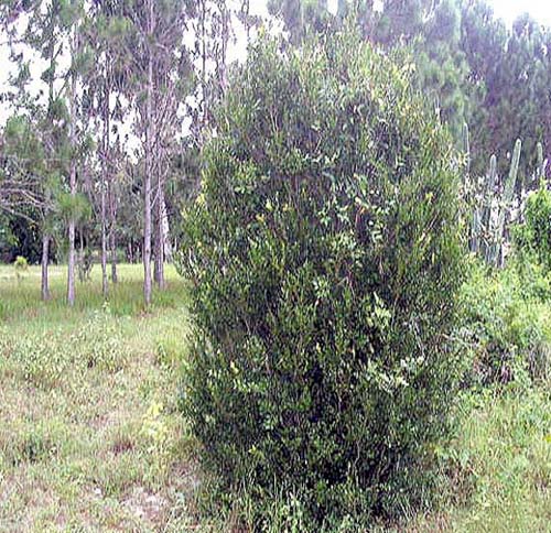 Reproducen especies endémicas en peligro de extinción