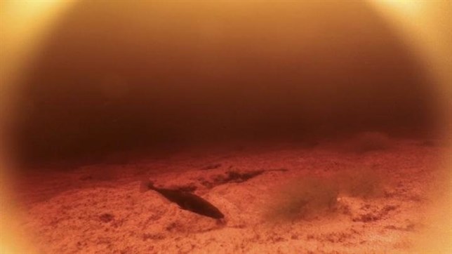 Estos peces distintos evolucionaron igual para ver en el agua oscura