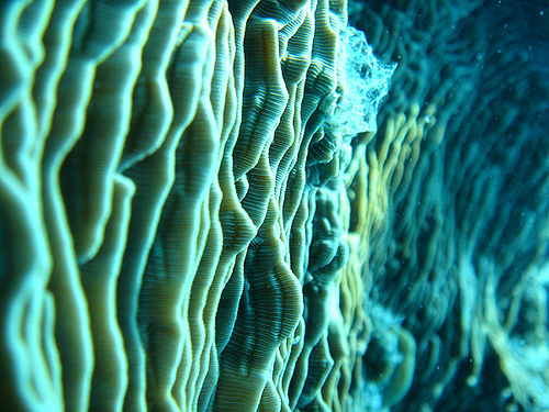 Una comisión especial evaluará el daño a la Gran Barrera de Coral causado por un carguero chino