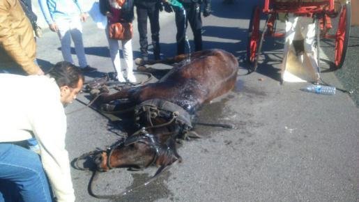 Pacma pedirá que se elimine la ‘tracción a sangre’ de las calesas de Baleares