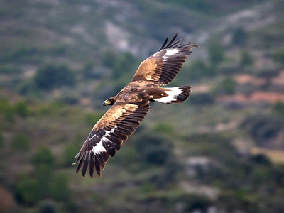 La corrección en las líneas eléctricas propuesta por CSIC reduce la mortalidad del águila imperial un 62% en Andalucía