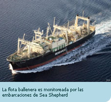 Los países Latinoamericanos exhortan al gobierno de Japón a poner fin a la caza científica de ballenas