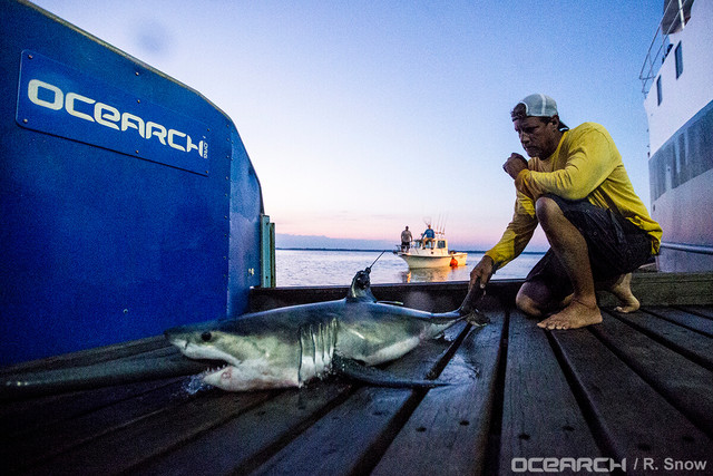 Esta es la primera guardería de tiburones blancos que hay en el mundo