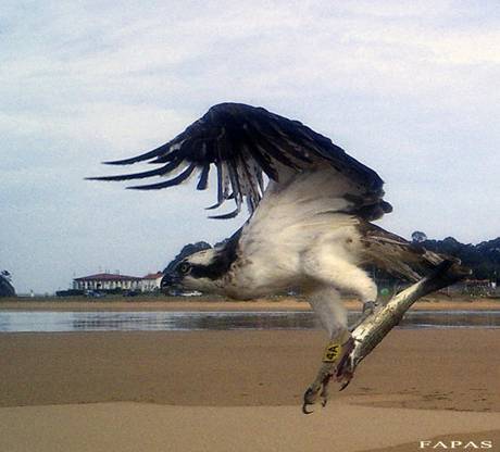 El Águila pescadora Panchita tiene polluelos en Francia