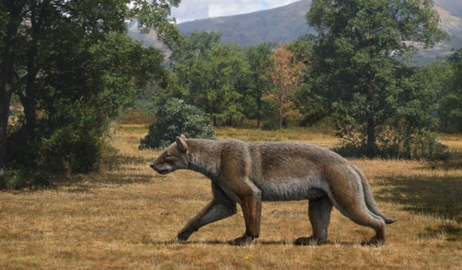 Cómo cazaba uno de los grandes depredadores del Mioceno