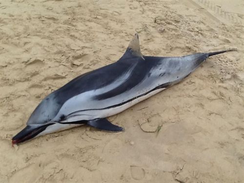 Delfín muerto en la playa de La Barrosa de Chiclana (Cádiz)