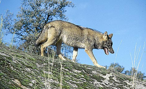 EQUO denuncia las actuación caciquil de la Junta de Castilla y León en la gestión de los lobos de la Sierra de la Culebra