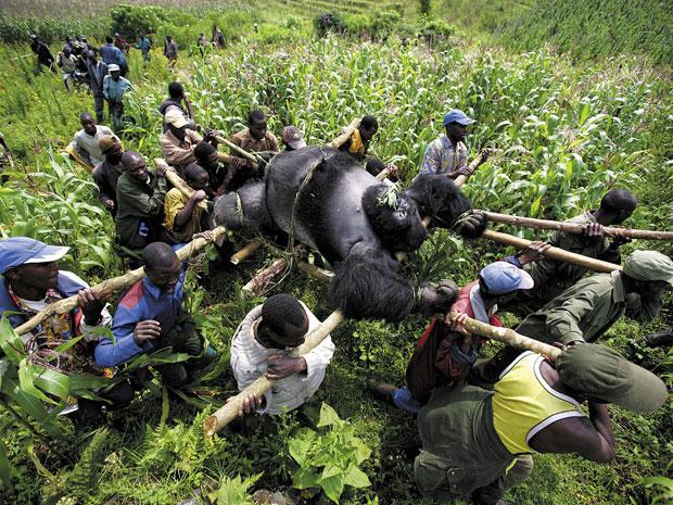 ONU-Hábitat firma una alianza con WWF para proteger el Parque Virunga