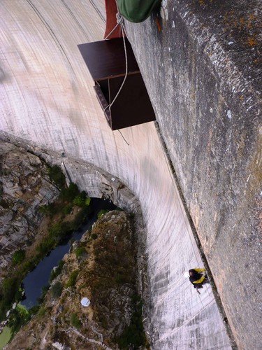 La salvación in extremis del halcón peregrino