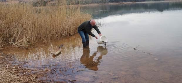 El embalse de La Grajera recibe 150 kilos de anguilas para aumentar la diversidad de especies de pesca