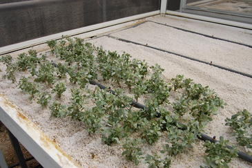 Environmental and Experimental Botany