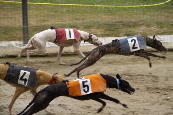 Sigue todo en marcha para acabar con las carreras de galgos