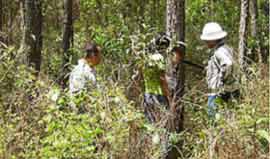 Presentan en Honduras programa para mejorar sector forestal