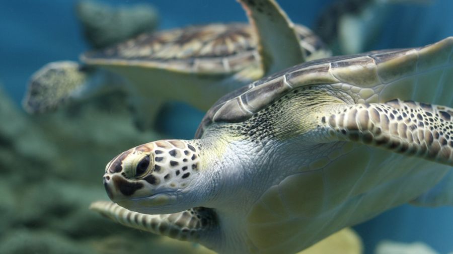 Cambio climático afecta anidación de tortugas en Nicaragua