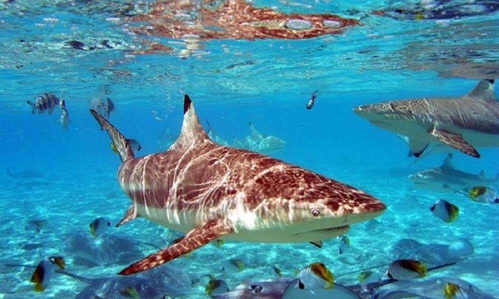 Cosas que no sabías de los tiburones