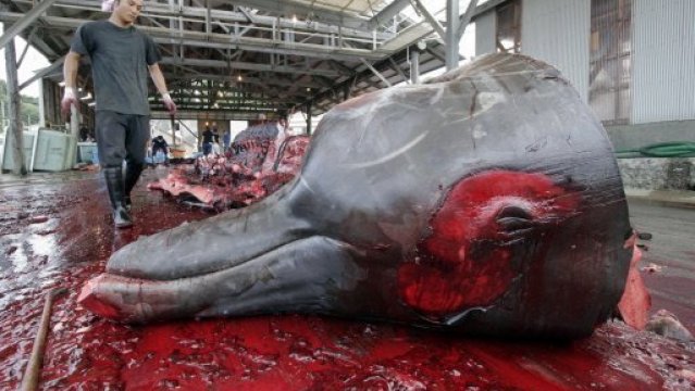 Japón recibe un ‘varapalo’ judicial que le obliga a suspender la caza de ballenas