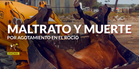 La cara ‘B’ de las romerías con animales