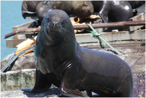 Ecologistas liberaron leones marinos huérfanos en Perú