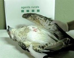 Cataluña denunciara la caza de dos especies protegidas en el Delta