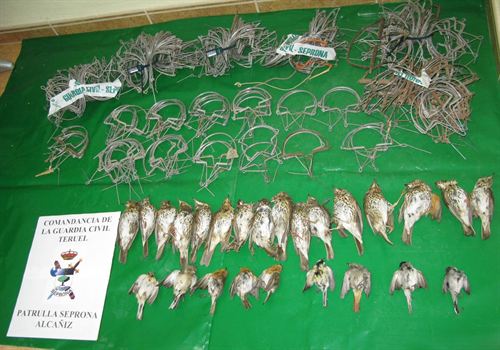 El SEPRONA interviene 25 ejemplares de aves protegidas y más de 200 cepos