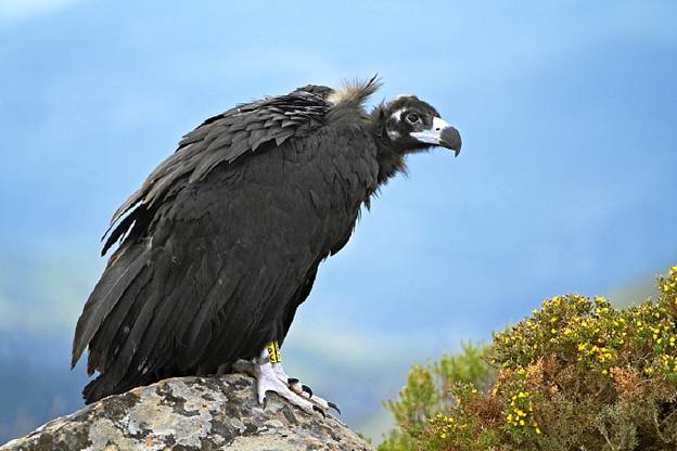 Recuperación del buitre negro en Sierra Pelada (Huelva)