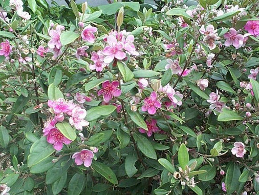 Un nuevo antibiótico extraído de una planta asiática contra la neumonía