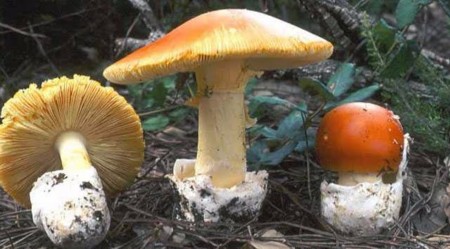 Castilla y León cuenta con 335.000 hectáreas de montes públicos en los que se puede coger setas