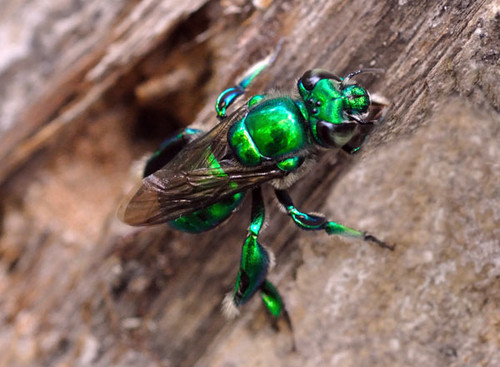 Conoce la intensa vida de las abejas de las orquídeas