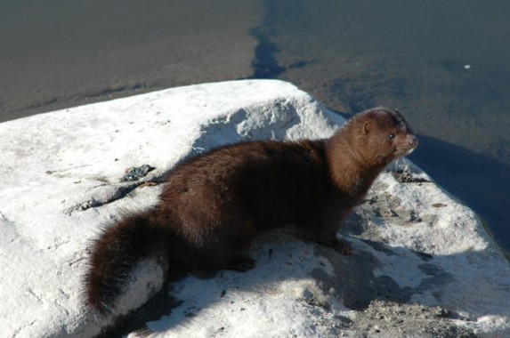Piden ampliar la lista de especies exóticas invasoras de la Unión Europea
