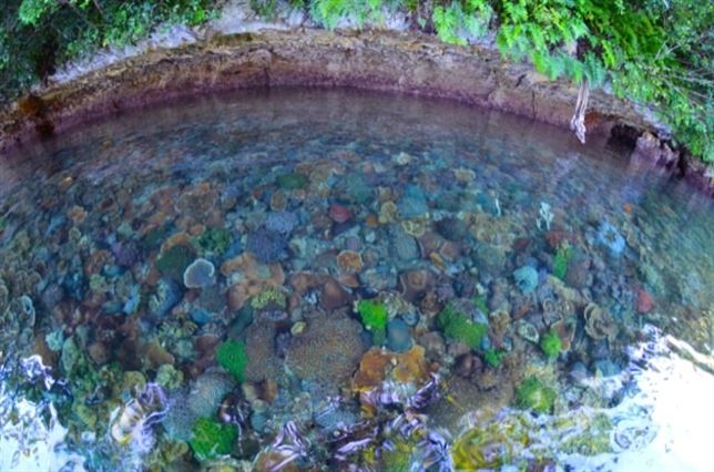 Las algas asesinas inundan el Caribe