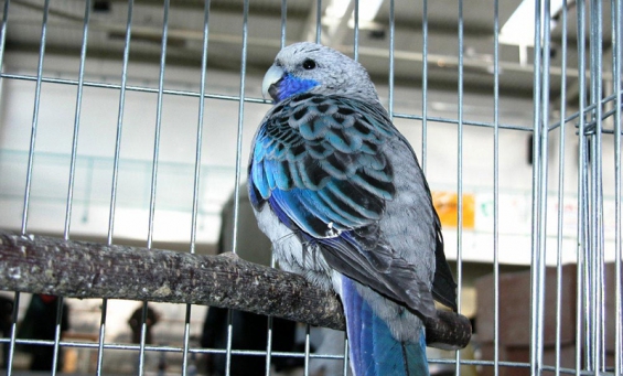 Argentina. Tráfico de aves exóticas en La Plata
