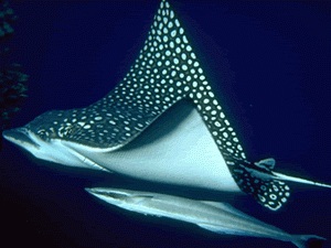 Experto en ‘Tiburones y Rayas’