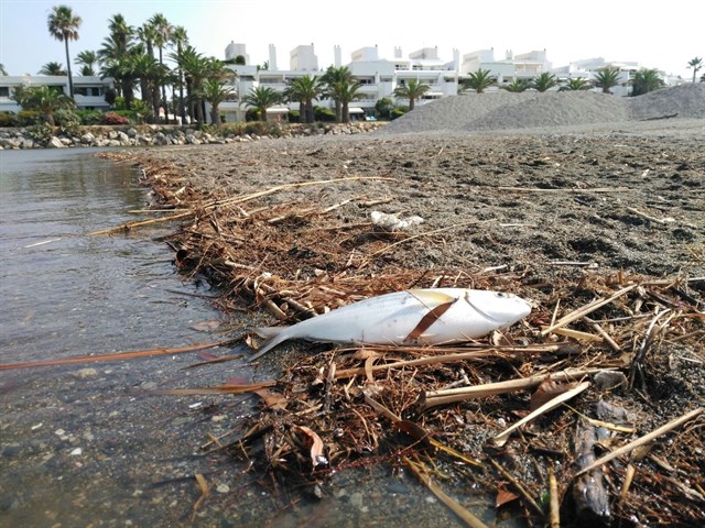 Alertan de que el nuevo cierre de la desembocadura del río Guadiaro provocará muerte de peces