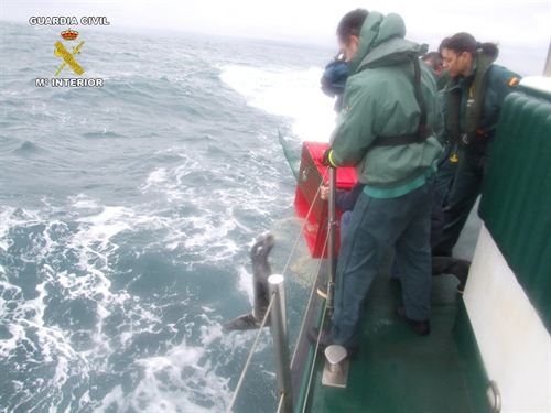 Cría de foca recuperada y puesta en libertad en Cantabria