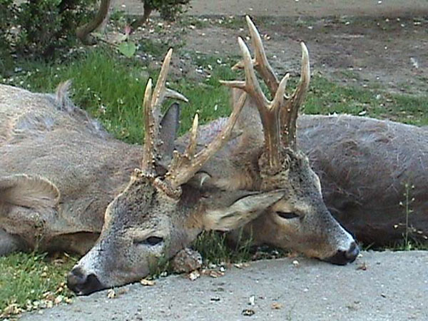 Los corzos causan el 66% de los accidentes de tráfico en Soria