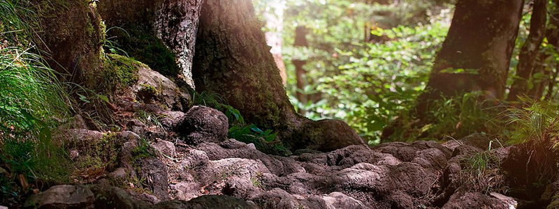 Comparten conocimientos sobre áreas naturales protegidas