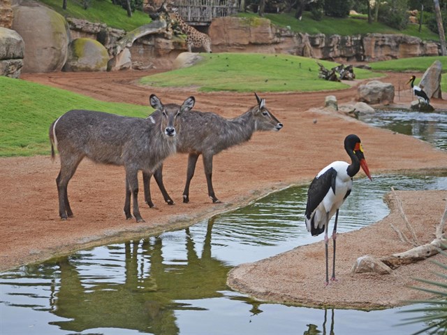 Dos nuevos ejemplares de kobo se incorporan a la sabana verde del Bioparc