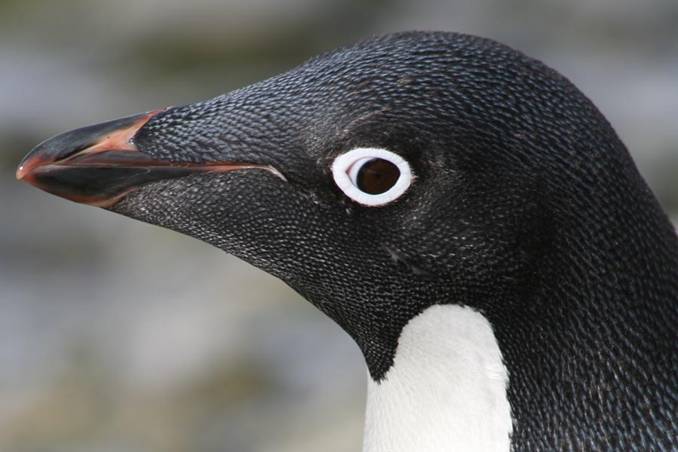 El pingüino Adelie una ‘máquina de matar’