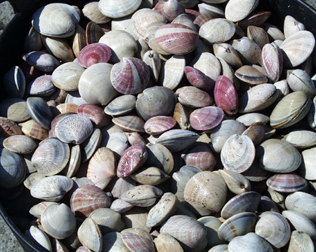 Pesca prohíbe temporalmente la extracción y comercialización de moluscos bivalvos